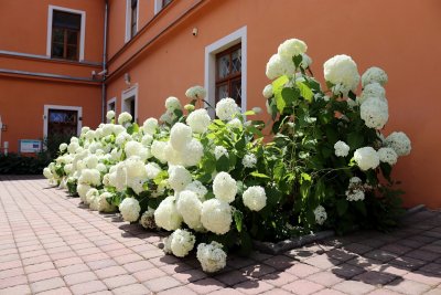 Hydrangea arborescens - hortenzie stromečkovitá - výsadba ve skupině